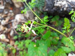 Fumaria flabellata