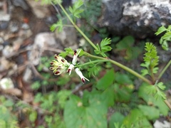 Fumaria flabellata