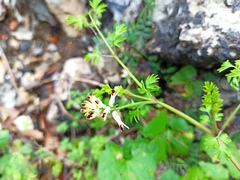 Fumaria flabellata