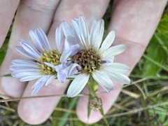 Symphyotrichum simmondsii