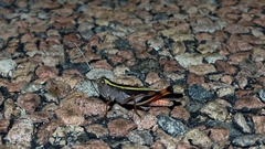 Macrocara conglobata