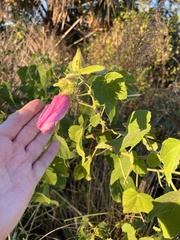 Hibiscus furcellatus