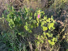 Hibiscus furcellatus