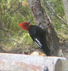 Campephilus magellanicus