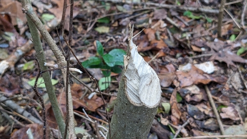 American Beaver photographed in Louisiana