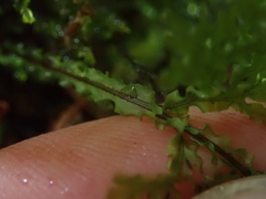 Hymenophyllum flexuosum