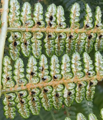 Dryopteris wallichiana