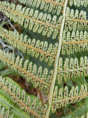 Dryopteris wallichiana