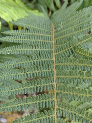 Dryopteris wallichiana