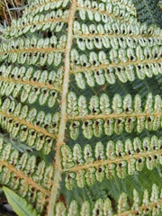 Dryopteris wallichiana