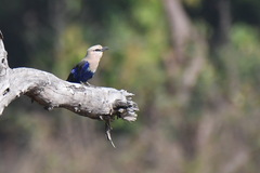 Coracias cyanogaster