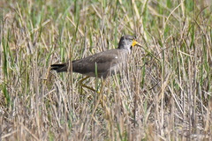 Vanellus senegallus
