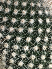 Mammillaria spinosissima