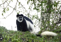 Colobus guereza matschiei