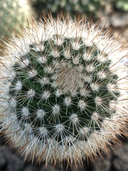 Mammillaria spinosissima