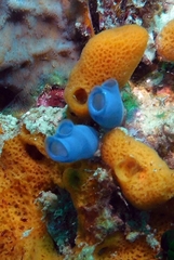 Rhopalaea