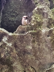 Ninox novaeseelandiae