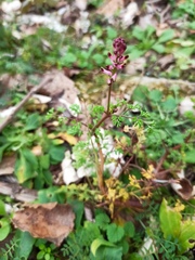 Fumaria officinalis