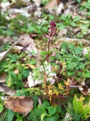 Fumaria officinalis