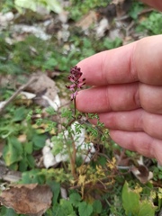 Fumaria officinalis