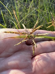 Cyperus sphacelatus
