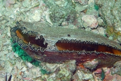 Atrina vexillum