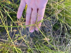 Cyperus sphacelatus