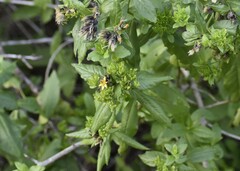 Trixis inula