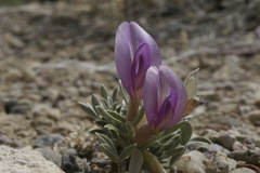 Astragalus uncialis