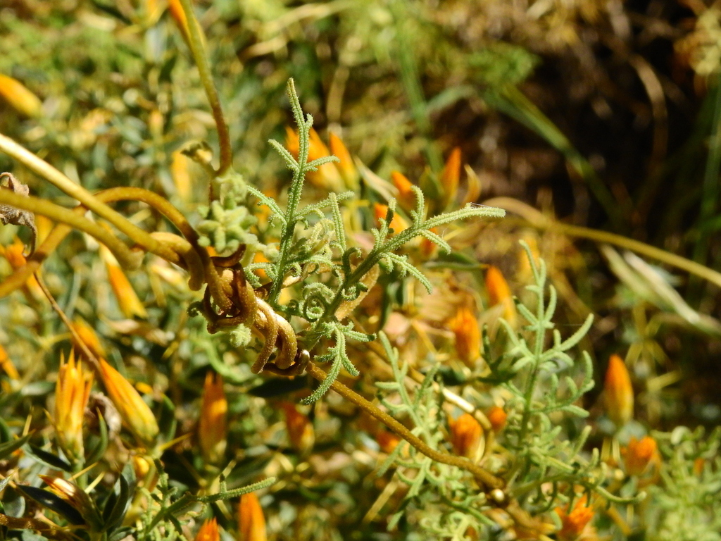 Pinnasa amabilis