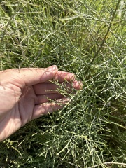 Maireana microphylla