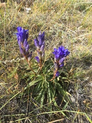 Gentiana decumbens