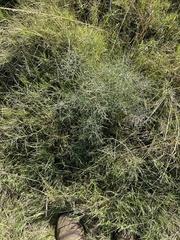 Maireana microphylla
