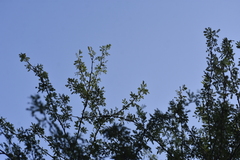 Vachellia farnesiana farnesiana