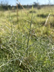 Maireana microphylla
