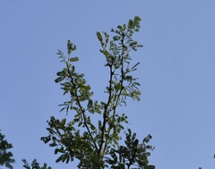 Vachellia farnesiana farnesiana