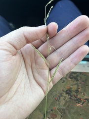 Eriochloa pseudoacrotricha