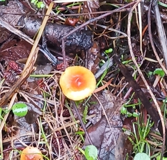 Heimiomyces fulvipes