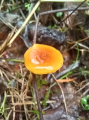 Heimiomyces fulvipes