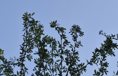 Vachellia farnesiana farnesiana