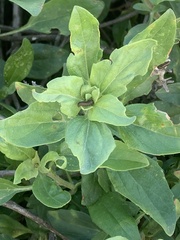 Trirhabda flavolimbata