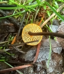 Heimiomyces fulvipes