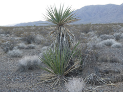 Yucca schidigera