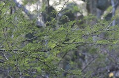 Vachellia farnesiana farnesiana