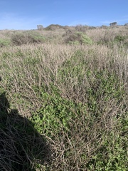 Trirhabda flavolimbata