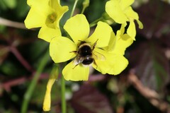Bombus terrestris lusitanicus