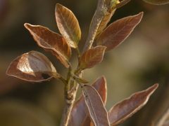 Terminalia chebula