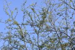 Vachellia farnesiana farnesiana
