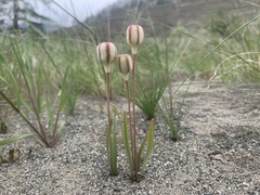 Fritillaria pudica