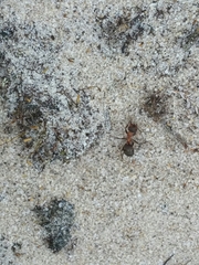 Formica polyctena × rufa